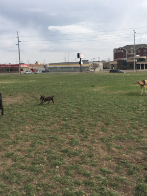 Century Recreation Area Bark Park