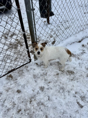 Pet Park