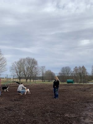 The Dog Park