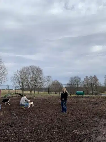 The Dog Park - Blacksburg, VA