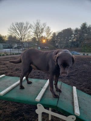 The Dog Park