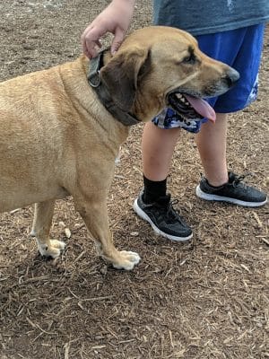 The Dog Park