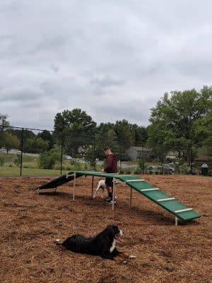 The Dog Park