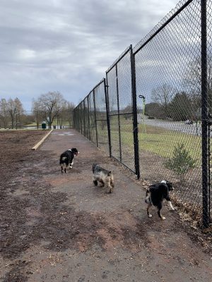 The Dog Park