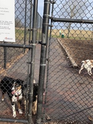 The Dog Park