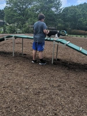 The Dog Park