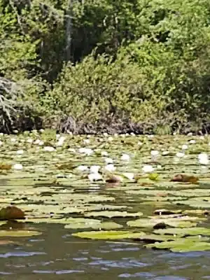 Barnwell State Park