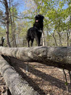 Timber Creek Park