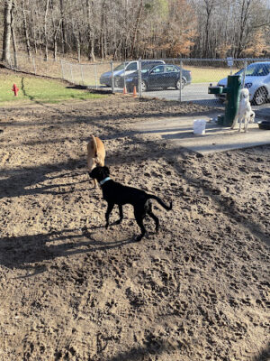 Farmers Barket Dog Park