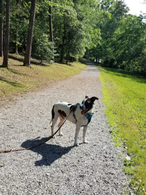 Union County Dog Park