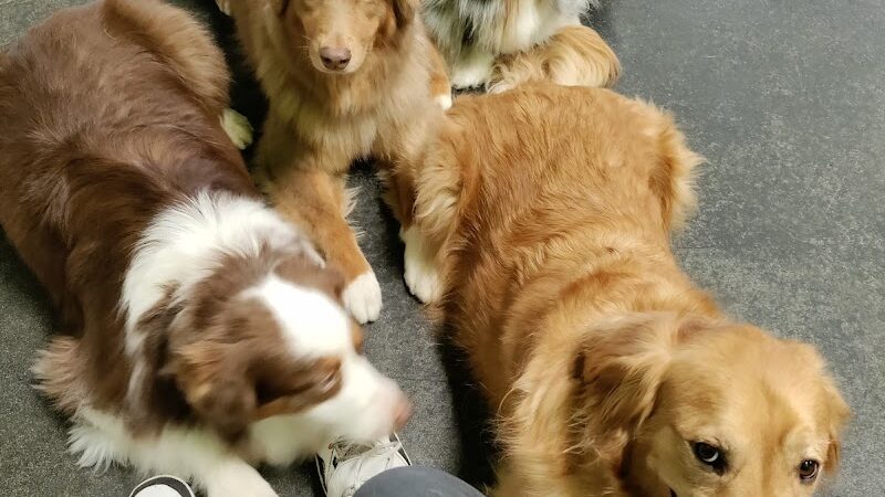 Dogtopia of Bloomfield - Bloomfield Hills,