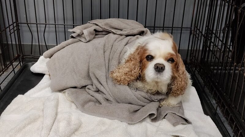 Dogtopia of Bloomfield - Bloomfield Hills,