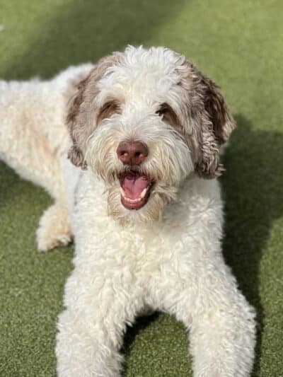 Dogtopia of Bloomfield - Bloomfield Hills,