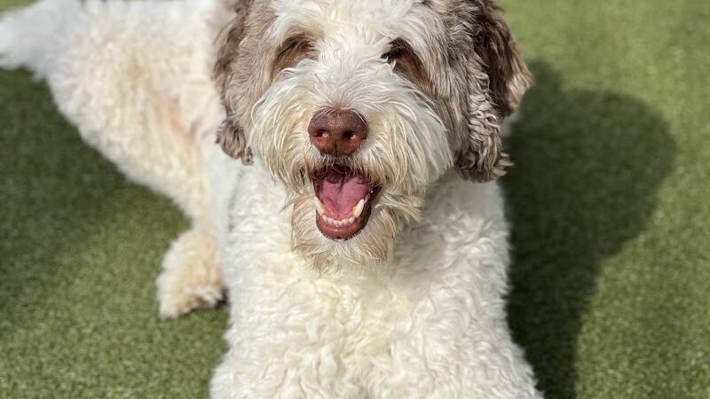 Dogtopia of Bloomfield - Bloomfield Hills,