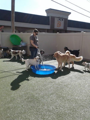 Dogtopia of Bloomfield