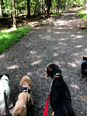 Jersey Dogs