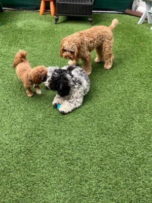 The LI'L Woof Club, LLC.