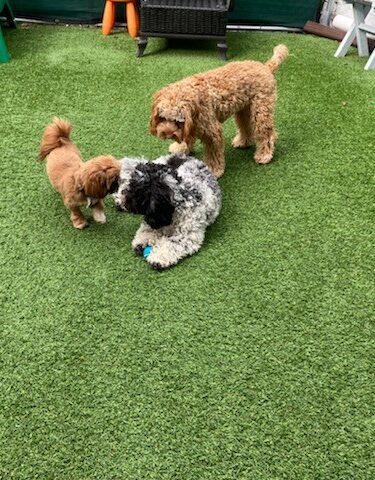 The LI'L Woof Club, LLC.