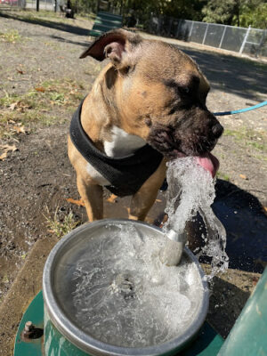 Watsessing Dog Park