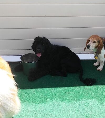 4 Paws Community Center - Bloomfield Township,