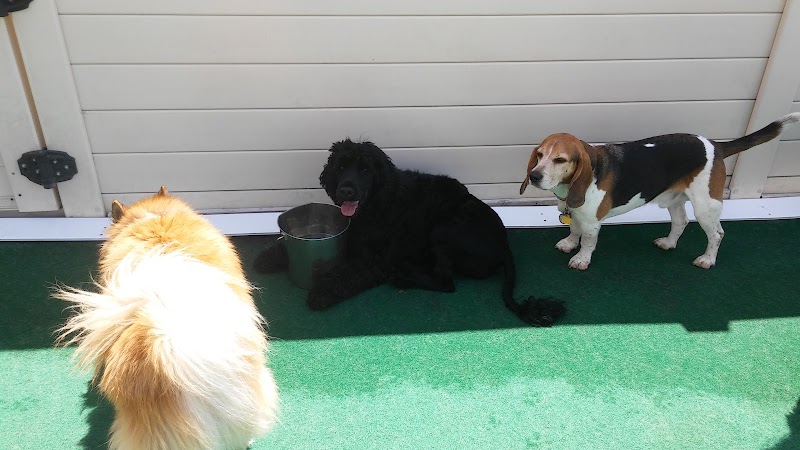 4 Paws Community Center - Bloomfield Township,