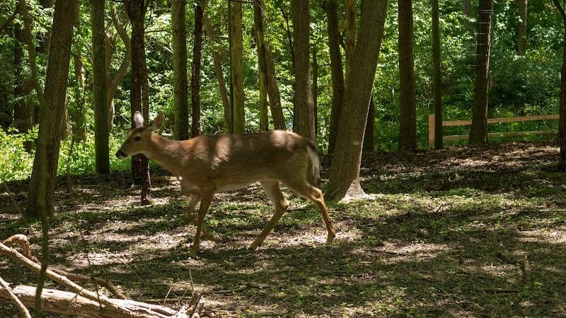 Johnson Nature Center - Bloomfield Township,