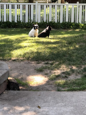 4 Paws Community Center