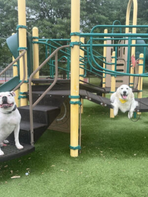 Tip Top K9 Bloomfield Hills Dog Training