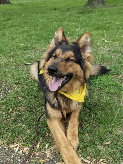 Tip Top K9 Bloomfield Hills Dog Training - Bloomfield Township,