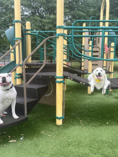 Tip Top K9 Bloomfield Hills Dog Training - Bloomfield Township,