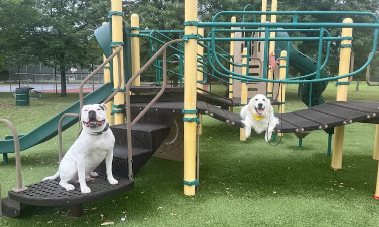 Tip Top K9 Bloomfield Hills Dog Training - Bloomfield Township,