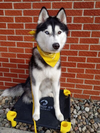 Tip Top K9 Bloomfield Hills Dog Training - Bloomfield Township,