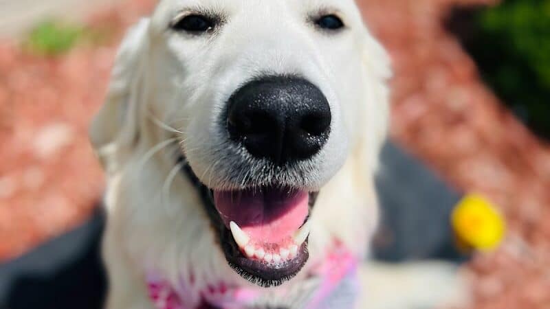 Tip Top K9 Bloomfield Hills Dog Training - Bloomfield Township,