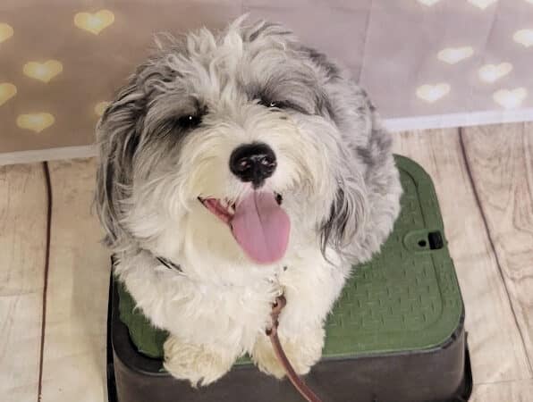 Tip Top K9 Bloomfield Hills Dog Training - Bloomfield Township,