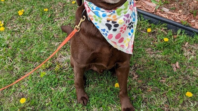 Tip Top K9 Bloomfield Hills Dog Training - Bloomfield Township,