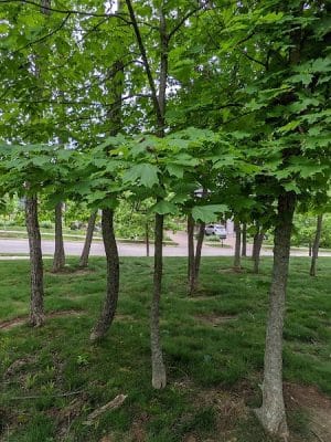 Cathcart Park