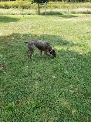 Ferguson Dog Park