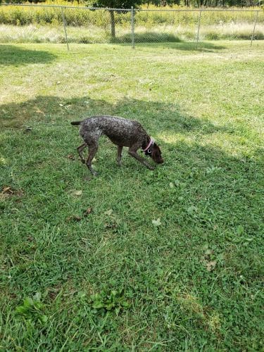 Ferguson Dog Park