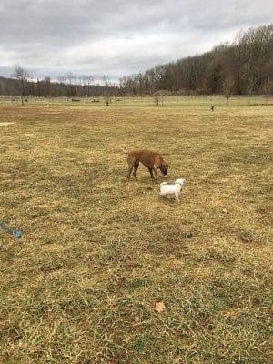Ferguson Dog Park