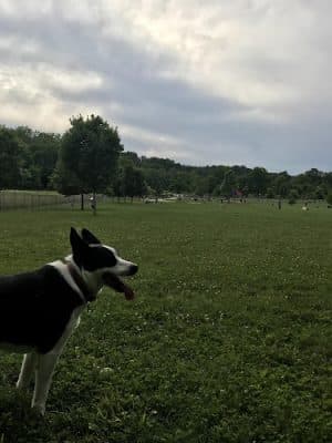 Ferguson Dog Park
