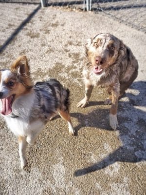 Ferguson Dog Park