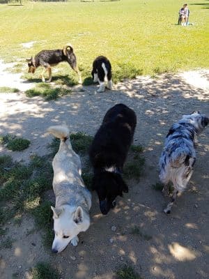 Ferguson Dog Park