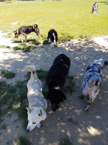 Ferguson Dog Park