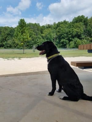 Ferguson Dog Park