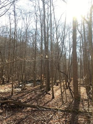 Hays Trail