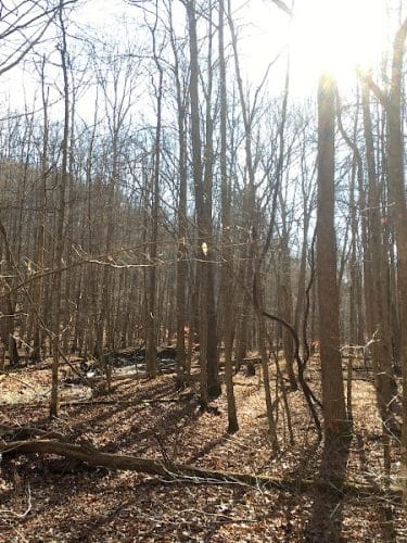 Hays Trail