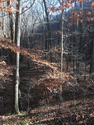 Hays Trail