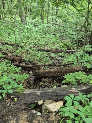 Hays Trail