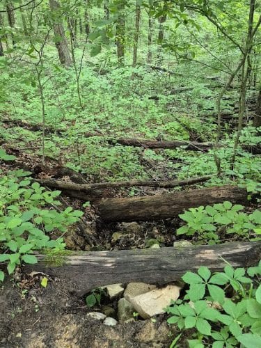 Hays Trail