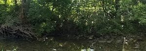 Limestone greenway